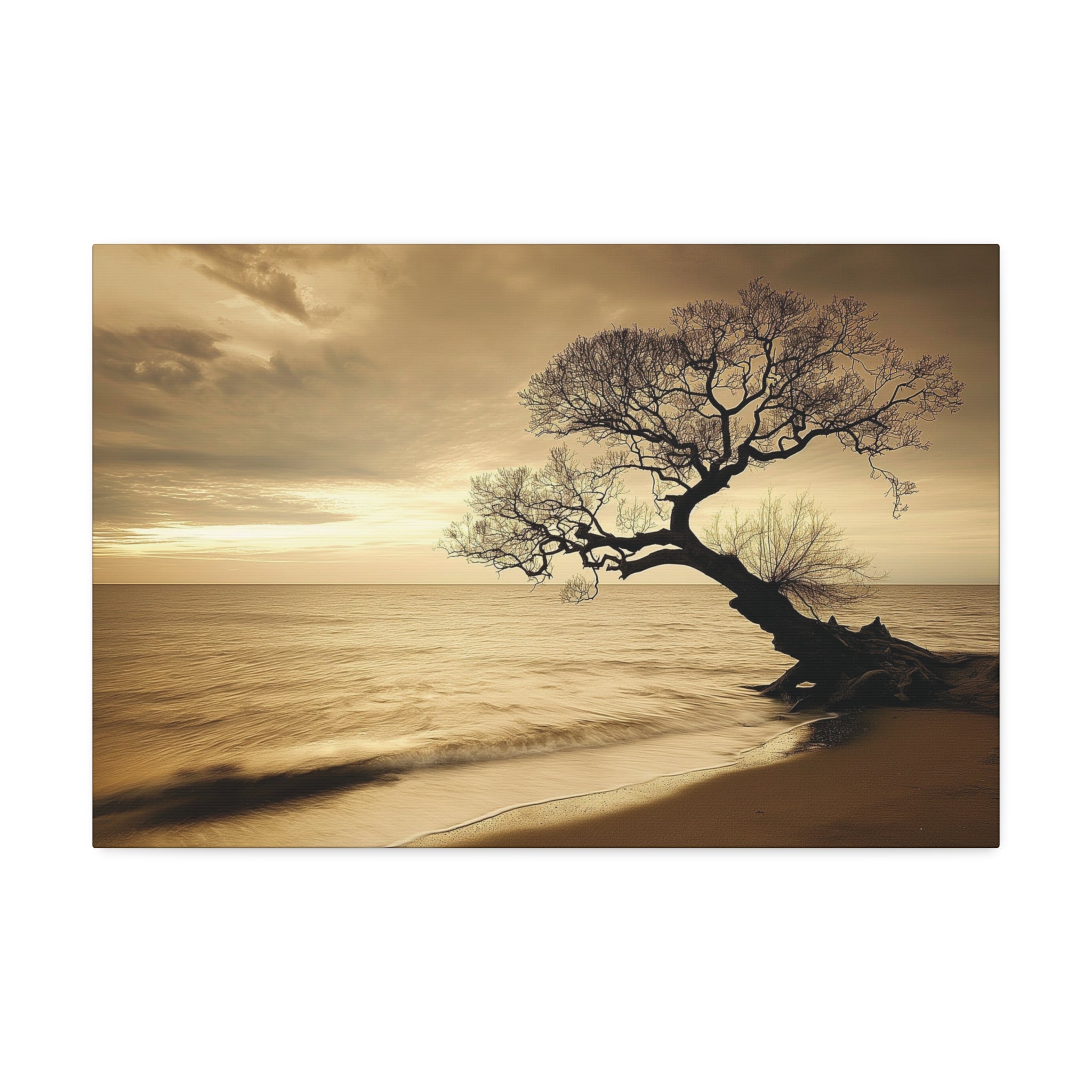 Sepia Beach Tree Canvas Wall Art - Stretched 1.5"