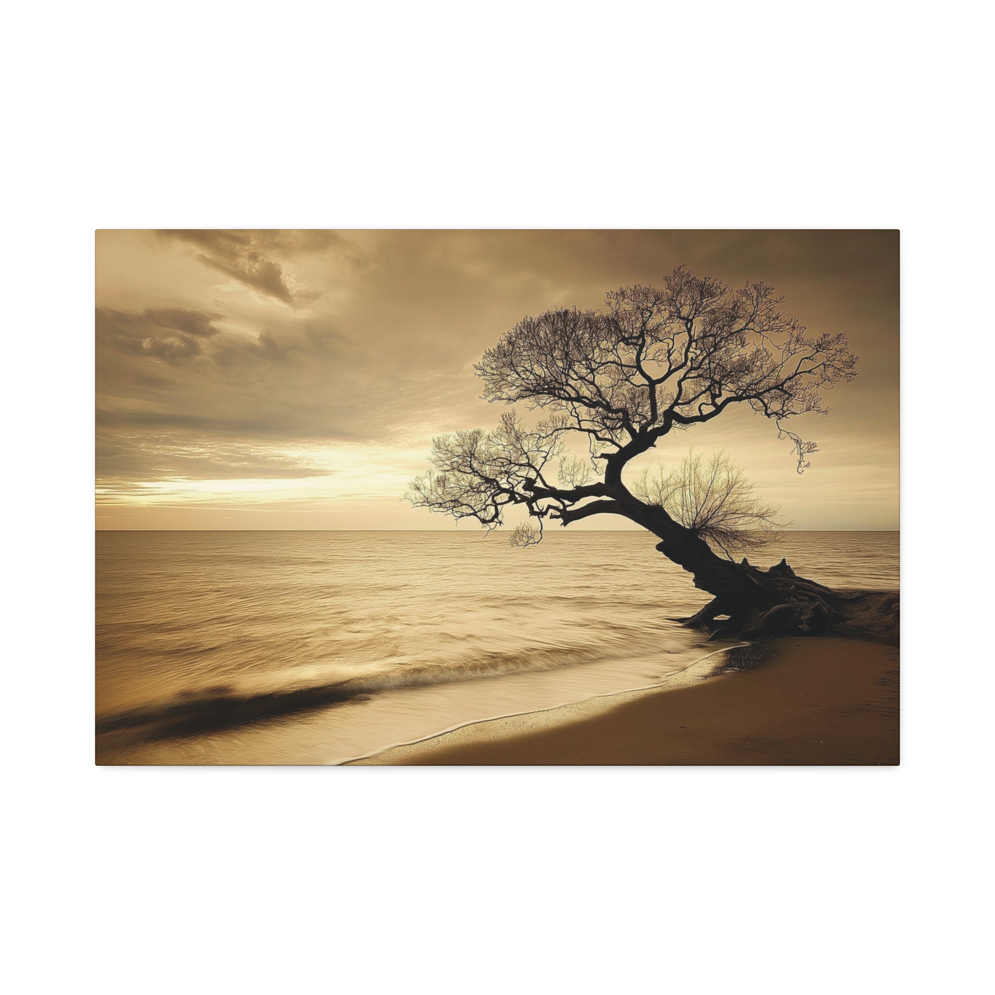 Sepia Beach Tree Canvas Wall Art - Stretched 1.5"