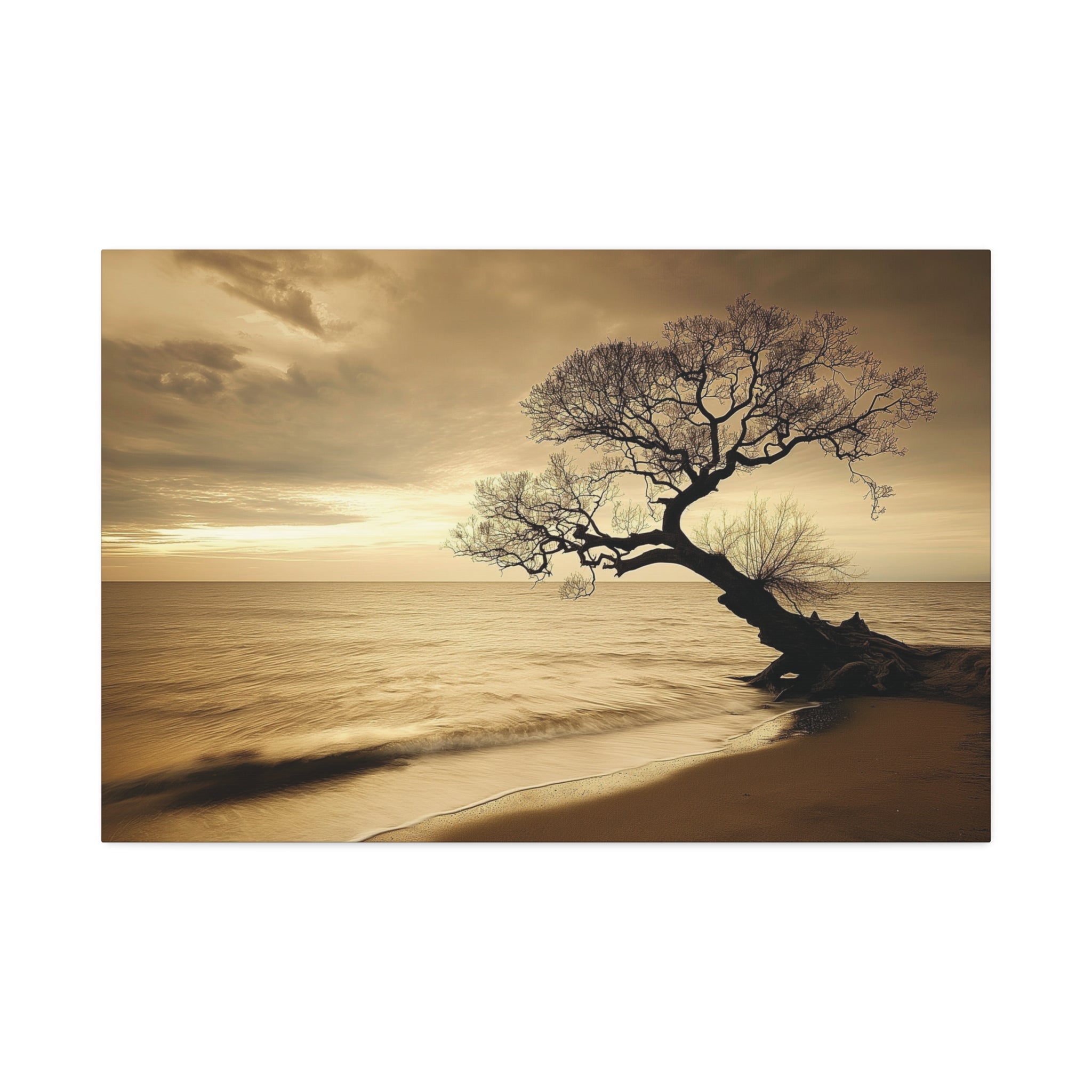 Sepia Beach Tree Canvas Wall Art - Stretched 1.5"
